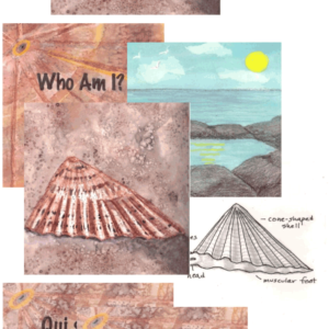 Who Am I? Limpet trifolds